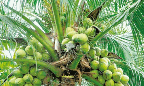 தென்னையில் பூச்சி மேலாண்மை செயல் விளக்க முகாம்