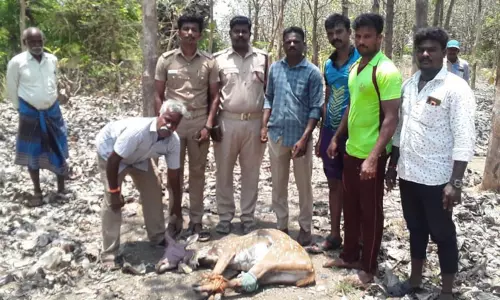 கிணற்றில் விழுந்த புள்ளிமான் மீட்பு