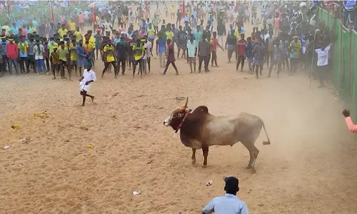 கொன்னையம்பட்டியில் மஞ்சுவிரட்டு; 7 பேர் காயம் கொன்னையம்பட்டியில் மஞ்சுவிரட்டு; 7 பேர் காயம்