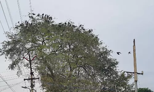 லாலாபேட்டைக்கு வந்த வெளிநாட்டு பறவைகள்