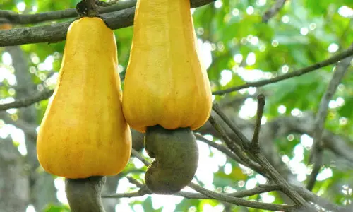 குமரியில் முந்திரி சீசன் தொடங்கியது