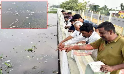 ஈரோடு கனிராவுத்தர் குளத்தில் மீன்கள் செத்து மிதந்ததால் பரபரப்பு ஈரோடு கனிராவுத்தர் குளத்தில் மீன்கள் செத்து மிதந்ததால் பரபரப்பு