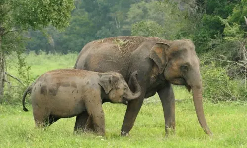 பாகிஸ்தானுக்கு யானைகளை அனுப்புவதாக வெளியான தகவல் - இலங்கை மறுப்பு