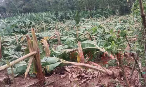 500 வாழைகள் முறிந்து சேதம்