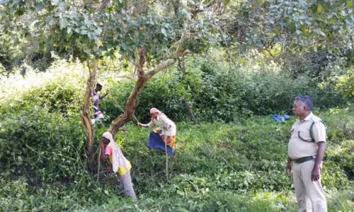 வனப்பகுதிகளில் உண்ணி செடிகளை அகற்றும் பணி மும்முரம்