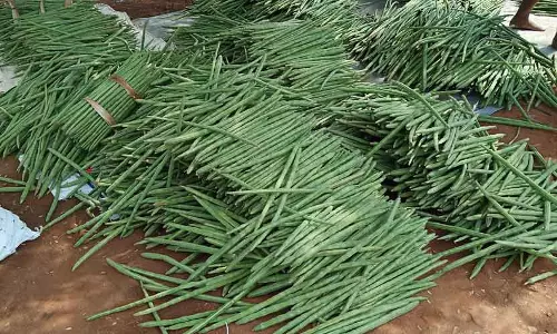 முருங்கைக்காய் விலை கிடு, கிடு விலை உயர்வு முருங்கைக்காய் விலை கிடு, கிடு விலை உயர்வு