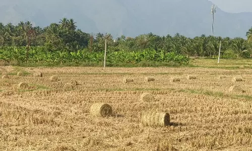 கம்பம் பள்ளத்தாக்கு கடைமடையில் இருந்து கேரளாவுக்கு அனுப்பப்படும் வைக்கோல்