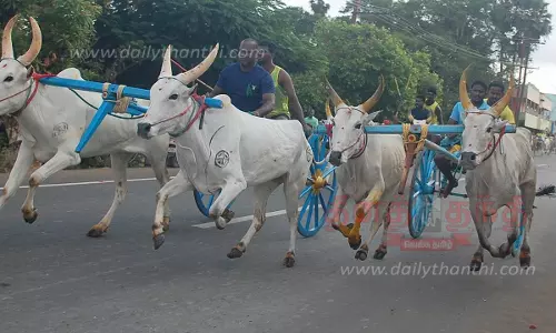 கோவில் திருவிழாவையொட்டி மாட்டு வண்டி பந்தயம்