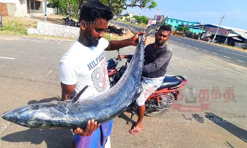 சீலா மீன் விலை உயர்வு சீலா மீன் விலை உயர்வு