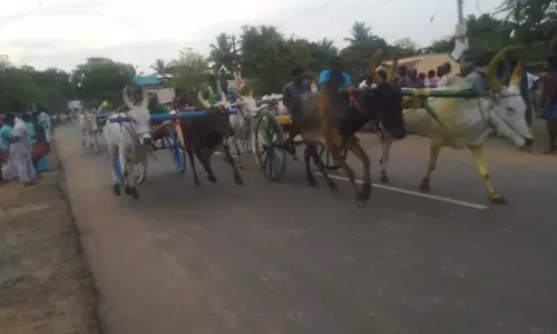 குதிரை, மாட்டு வண்டி எல்கை பந்தயம் குதிரை, மாட்டு வண்டி எல்கை பந்தயம்