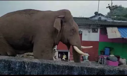 மேட்டுப்பாளையத்தில் குடியிருப்பு பகுதியில் உலா வந்த பாகுபலி யானை-பொதுமக்கள் பீதி