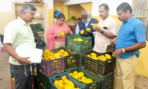 செயற்கை முறையில் பழுக்க வைக்கப்பட்ட 2 டன் மாம்பழங்கள் பறிமுதல் செயற்கை முறையில் பழுக்க வைக்கப்பட்ட 2 டன் மாம்பழங்கள் பறிமுதல்