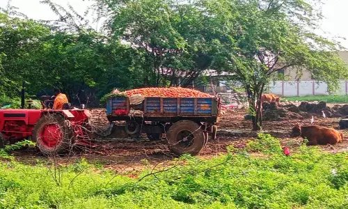 காய்கறி கழிவுகளால் சுகாதார சீர்கேடு