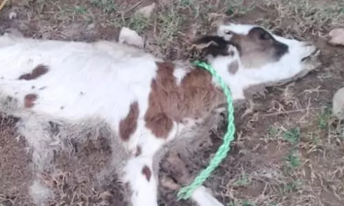 கன்றுக்குட்டியை சிறுத்தை கடித்து கொன்று இருக்கலாம் என்று சந்தேகத்தால் பொதுமக்கள் அச்சம்