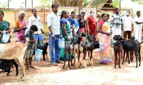 கால்நடை மருத்துவ முகாம்