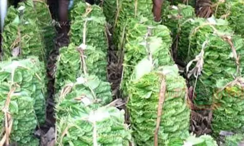 வெற்றிலை விலை குறைந்தது வெற்றிலை விலை குறைந்தது