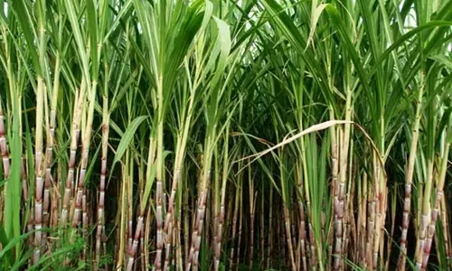 விவசாயிகள் புதிய ரக கரும்புகளை நடவு செய்யலாம்