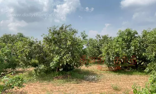 வேப்பனப்பள்ளி பகுதியில்மா சாகுபடி அதிகரிப்புவிவசாயிகள் மகிழ்ச்சி