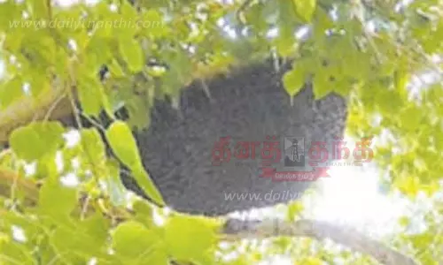 கதண்டுகள் கடித்ததால் 10 பேர் மருத்துவமனையில் அனுமதி