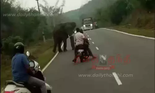 ஆசனூர் அருகே சாலையை கடக்கும் யானைகளை தொந்தரவு செய்தால்  கடும் நடவடிக்கை;வாகன ஓட்டிகளுக்கு வனத்துறையினர் எச்சரிக்கை