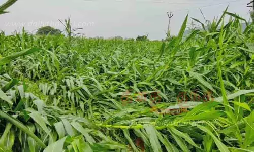 மக்காச்சோள பயிர்கள் சாய்ந்தன