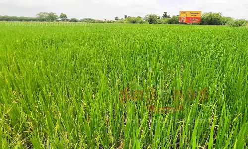 2-ம் போக நெல் சாகுபடி தீவிரம்