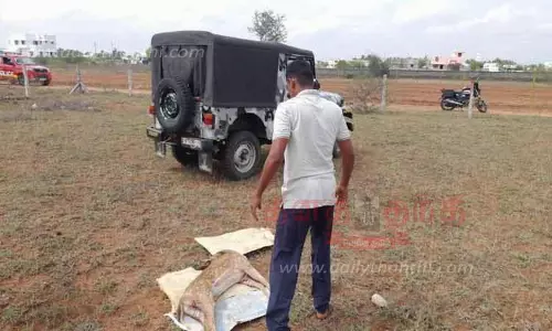 சுற்றி திரிந்த மான், நாய் கடித்து பலி