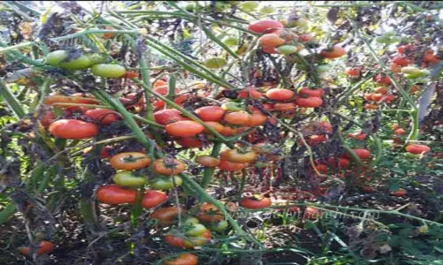 தாளவாடி மலைப்பகுதியில்தக்காளி விலை வீழ்ச்சி தாளவாடி மலைப்பகுதியில்தக்காளி விலை வீழ்ச்சி