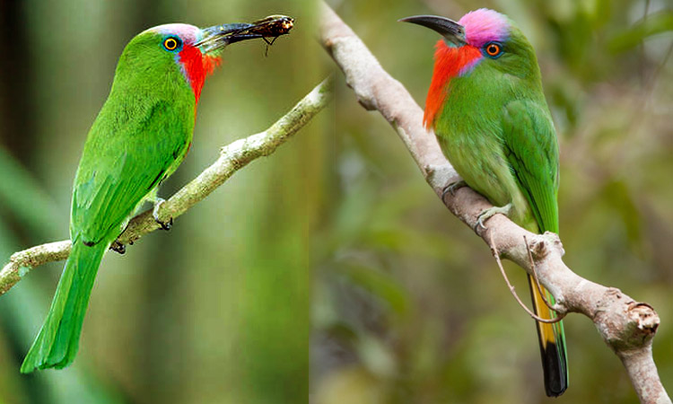 தேனீயை உண்ணும் சிவப்பு தாடி பறவை