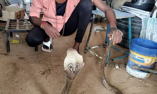 உப்புக்கோட்டையில்கார் பட்டறைக்குள் புகுந்த பாம்பு