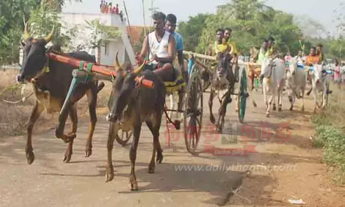 சிவகங்கை அருகே மாட்டுவண்டி பந்தயம் சிவகங்கை அருகே மாட்டுவண்டி பந்தயம்