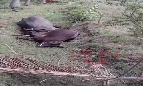 அறுந்து கிடந்த மின் கம்பியை மிதித்த 2 மாடுகள் சாவு
