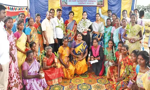 உள்ளாவூர் ஊராட்சியில் மூலிகைச்செடிகள் நாற்றங்கால் பண்ணை