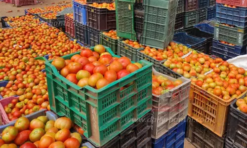 தக்காளி விலை தொடர் வீழ்ச்சி தக்காளி விலை தொடர் வீழ்ச்சி