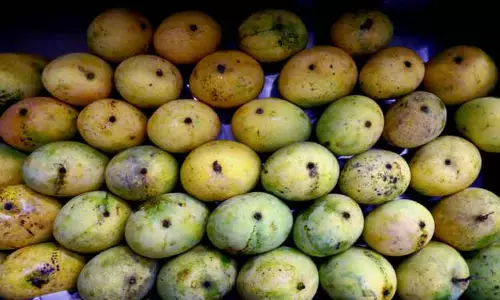 கார்பைட் கற்கள், எத்திலின் போன்ற ரசாயனங்களால்செயற்கை முறையில் பழுக்க வைக்கும் மாம்பழங்கள்-அதிகாரி, வியாபாரிகள் கருத்து