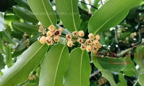 ஆண்டுக்கு ஒரு முறை பூக்கும் உத்தால பூக்கள் ஆண்டுக்கு ஒரு முறை பூக்கும் உத்தால பூக்கள்