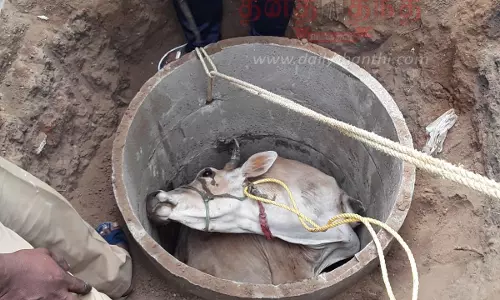 கழிவுநீர் தொட்டியில் தவறி விழுந்த மாடு