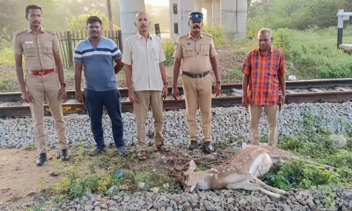 ரெயிலில் சிக்கி புள்ளிமான் பலி