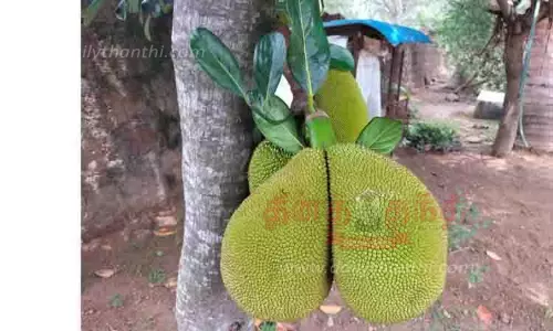 ஒரே காம்பில் 2 அதிசய பலாக்காய்கள்