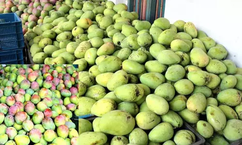 செயற்கை முறையில் பழுக்க வைக்கும் மாம்பழங்கள் செயற்கை முறையில் பழுக்க வைக்கும் மாம்பழங்கள்