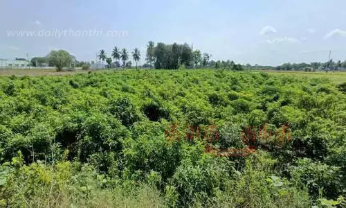 மிளகாய் விளைச்சல் அமோகம் மிளகாய் விளைச்சல் அமோகம்