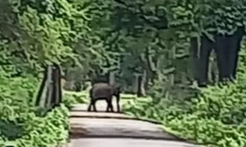 வனப்பகுதியில் கொசுக்கள் தொல்லை அதிகரிப்பு:சுருளியாறு மின்நிலைய பகுதியில் உலா வரும் யானைகள்