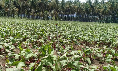 கம்பம் அருகேசொட்டு நீர் பாசனம் மூலம் பீட்ரூட் சாகுபடி
