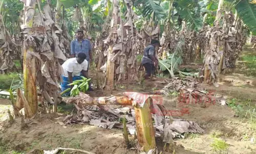 தோட்டத்தில் புகுந்து கரடி அட்டகாசம்; வாழைகள் சேதம் தோட்டத்தில் புகுந்து கரடி அட்டகாசம்; வாழைகள் சேதம்