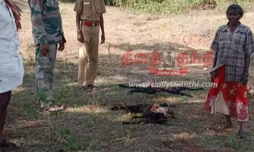 பர்கூர் மலை கிராமத்தில் ெசந்நாய் கடித்து 3 ஆடுகள் சாவு