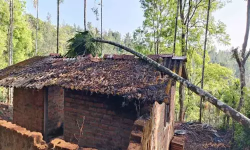 தேவர்சோலை, நெலாக்கோட்டையில் வீடுகளை சேதப்படுத்தி காட்டு யானைகள் அட்டகாசம் தேவர்சோலை, நெலாக்கோட்டையில் வீடுகளை சேதப்படுத்தி காட்டு யானைகள் அட்டகாசம்