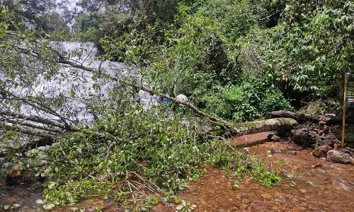 வட்டக்கானலில் வேரோடு சாய்ந்த மரம்