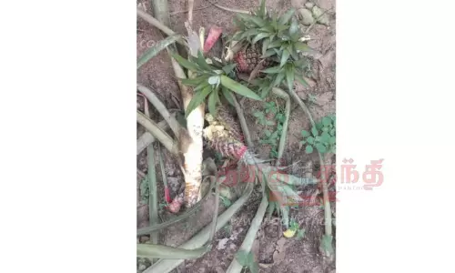 அன்னாசி பழ தோட்டத்தை சூறையாடிய காட்டு யானைகள்