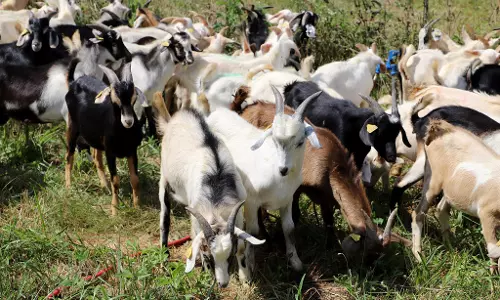 பருவமழைக்கு முன்பு ஆடுகளுக்கு தடுப்பூசி போட வேண்டும்