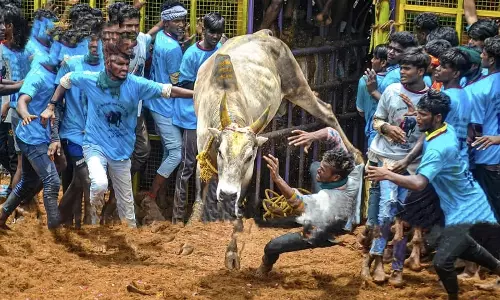 காளைகள் முட்டியதில் 20 பேர் காயம் காளைகள் முட்டியதில் 20 பேர் காயம்
